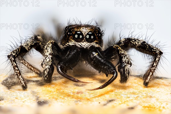 Macro Focus Stacking portrait of male of Jumping Spider