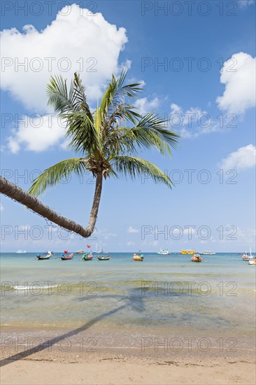 Bending palm on Sairee beach