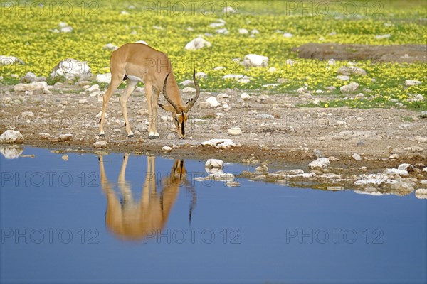 Black-faced Impala