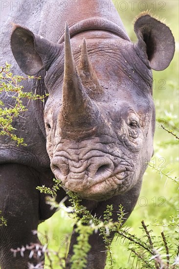 Black rhinoceros