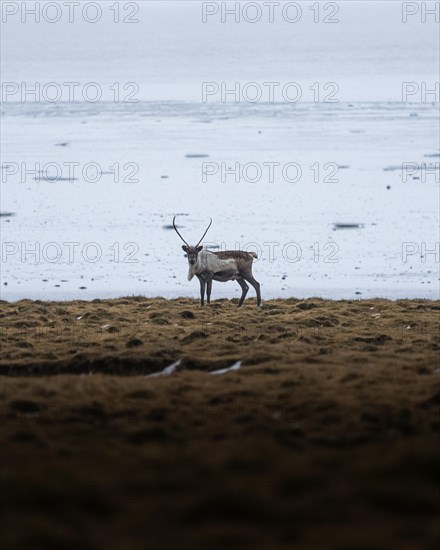 Deer in the distance on yellow grassland