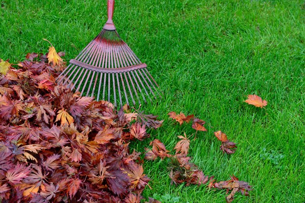 Leaf raking and autumn foliage