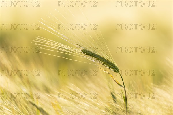 Barley ear