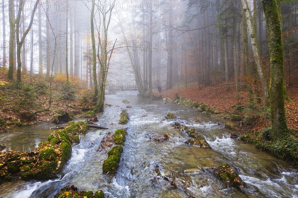 Zellerache flows through autumn forest in morning fog