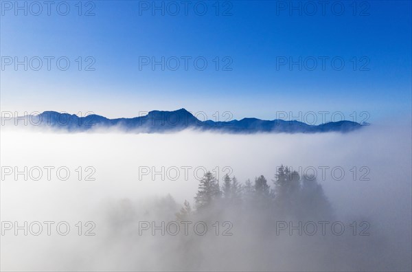 Group of trees with kite wall and ricks rising out of the sea of fog