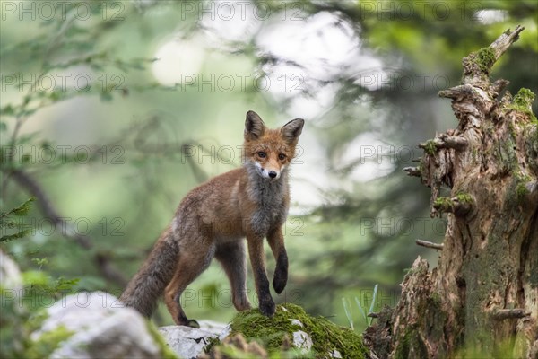 Red fox