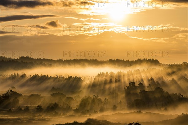 Sunrays penetrate the early morning fog over heath landscape