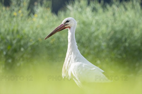 White Stork in Field