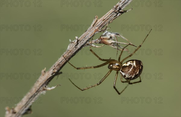 Females of the common canopy spider