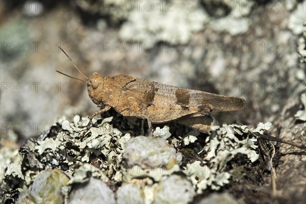 Blue-winged grasshopper