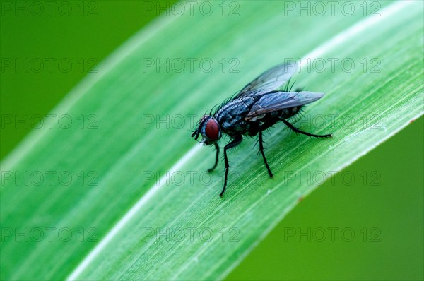 House fly