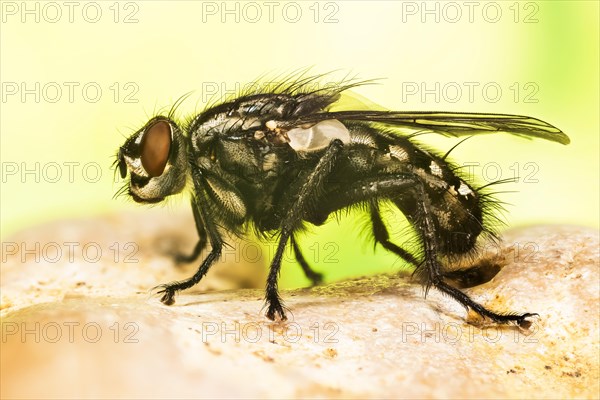 Focus Stacking picture of Common Flesh Fly
