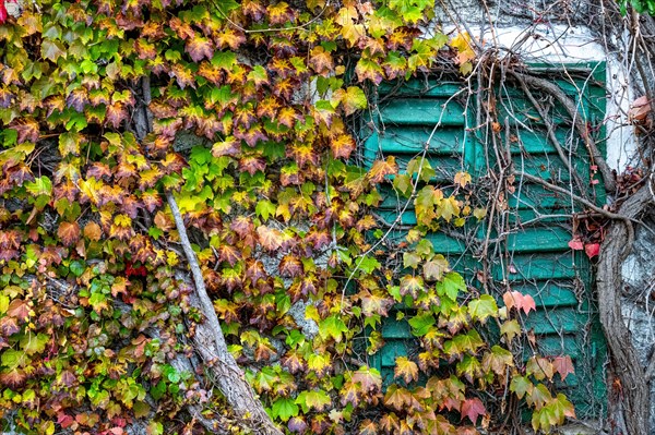 Boston ivy