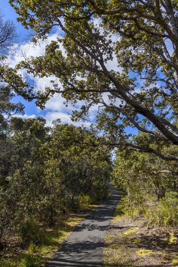 Devastation Trail