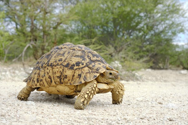 Leopard tortoise