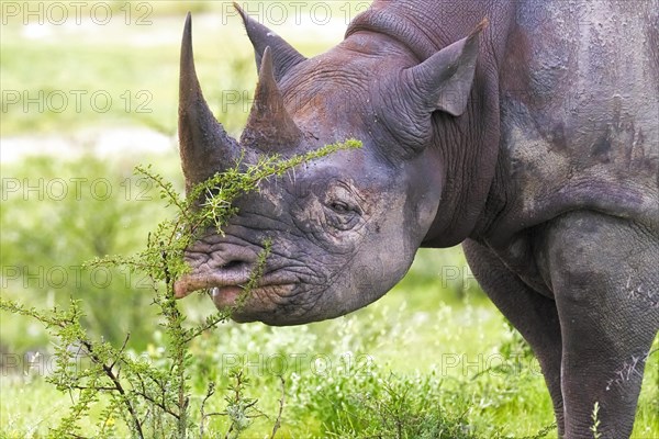 Black rhinoceros