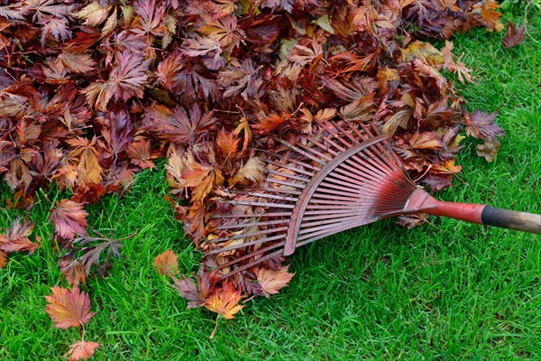 Leaf raking and autumn foliage