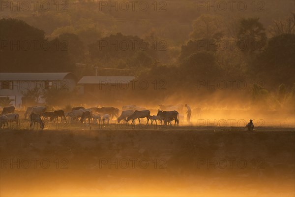 Cattle herd against the light at the Irrawaddy River