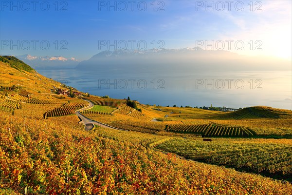 Autumn coloured vineyards on Lake Geneva