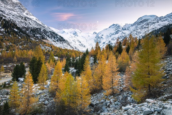 Autumnal larch forest in the valley of the Morteratsch Glacier