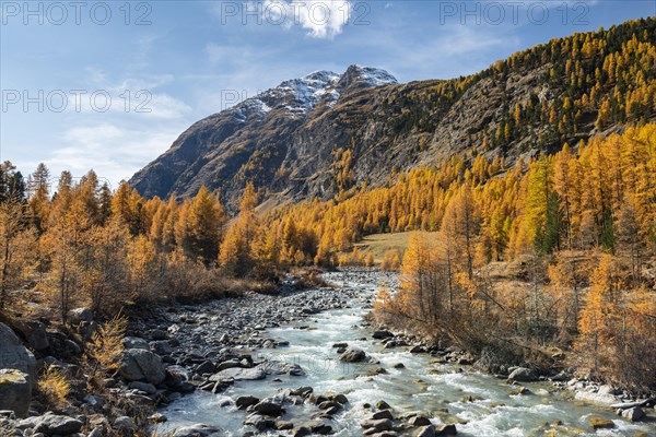 Autumnal larch forest with brook