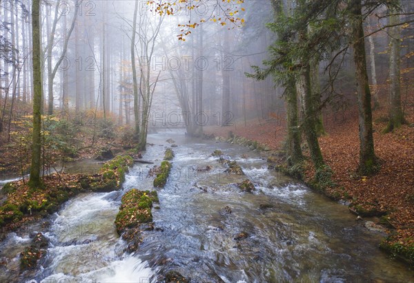 Zellerache flows through autumn forest in morning fog