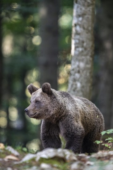 European brown bear