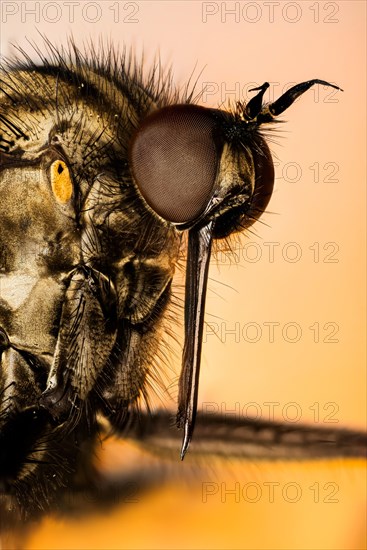 Macro focus stacking portrait of Dance fly