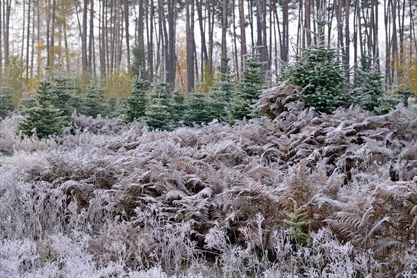 Abies nordmannianas