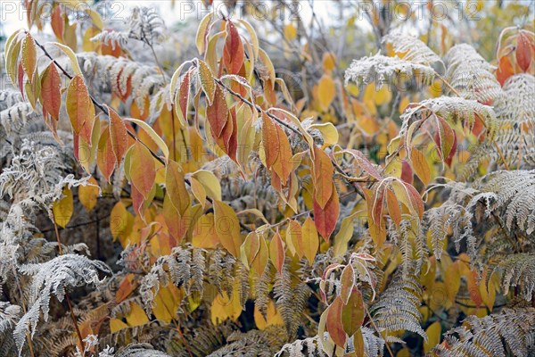 European Bird Cherry