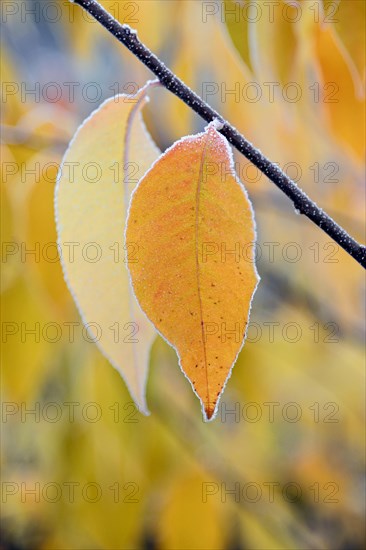 European Bird Cherry