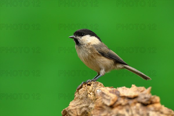 Willow tit