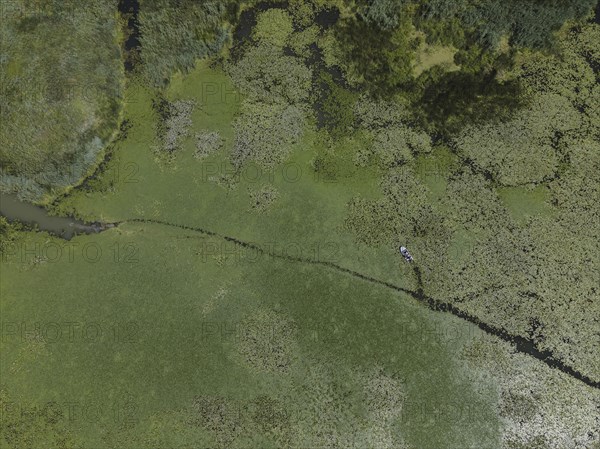 Aerial view on the lake covered with European white water lily