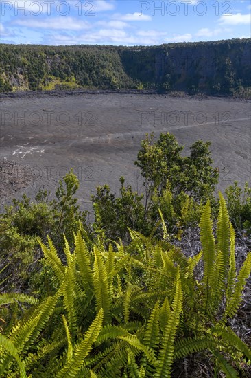 Kilauea crater with ferns in the foreground