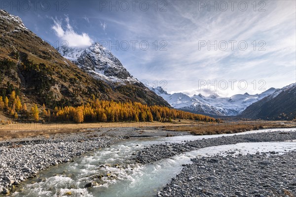 Golden larches