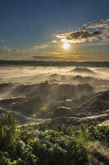 Wafts of mist in backlight over heath landscape