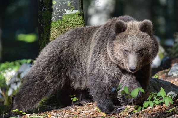 European brown bear