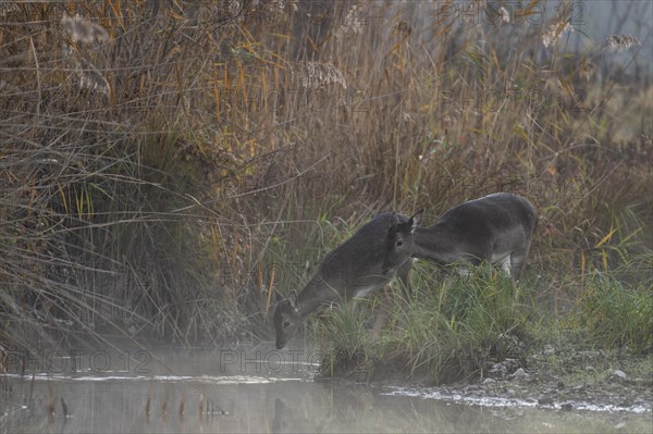 Fallow deer cows