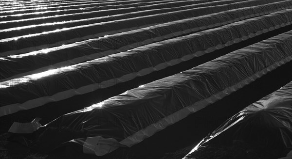 Cover foil on asparagus field in backlight