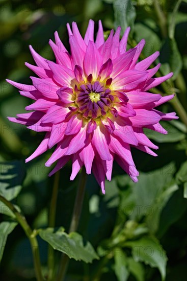 Decorative Dahlia