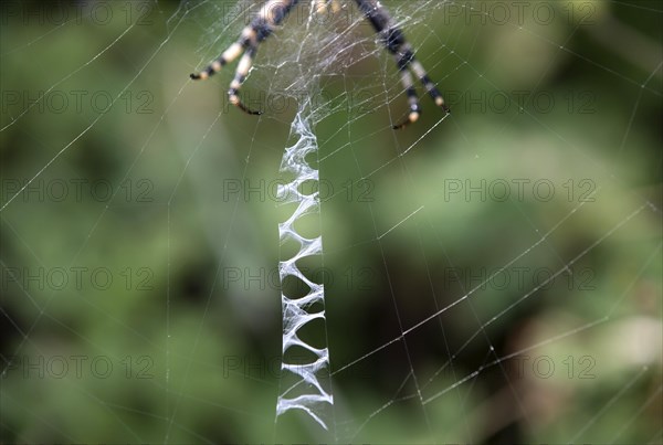 Web of the wasp spider