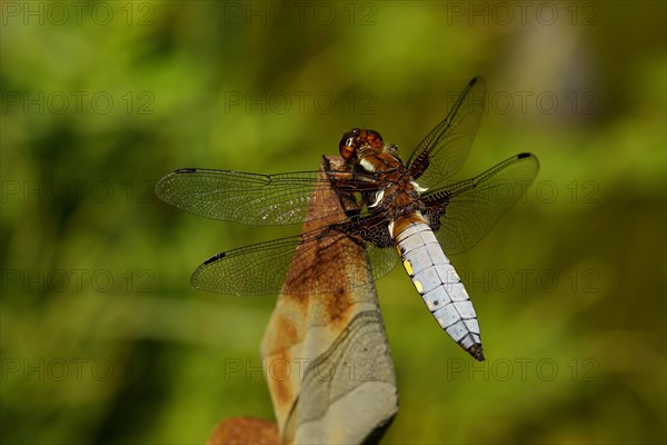 Broad-bodied chaser