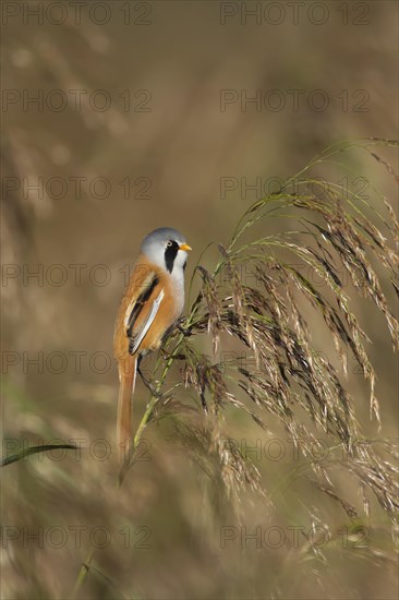 Bearded tit