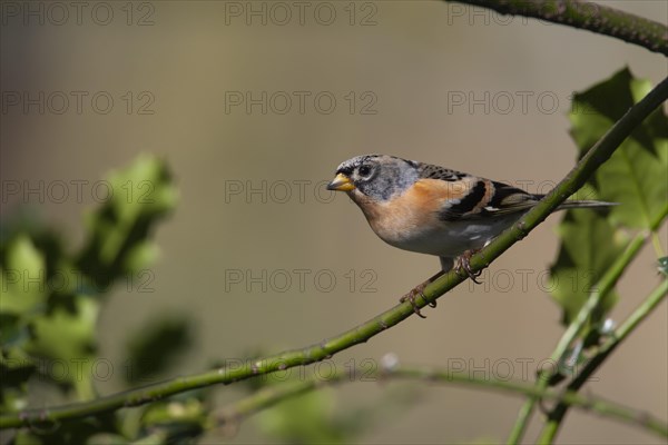 Brambling