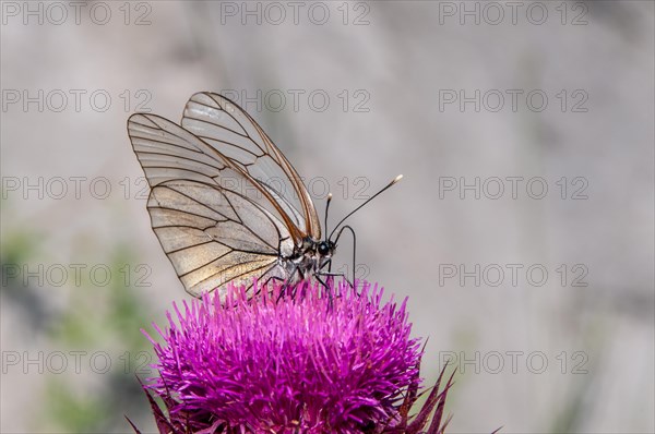 Black-veined white