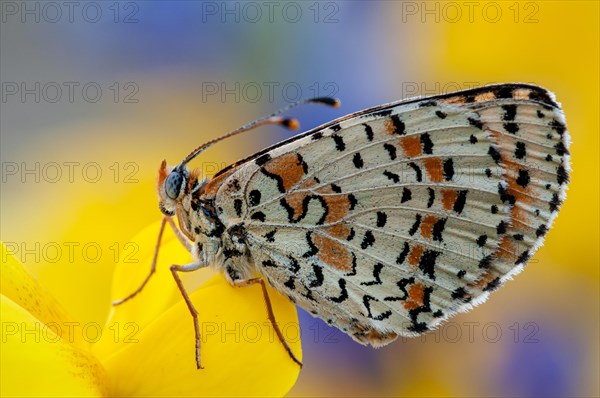 Spotted fritillary