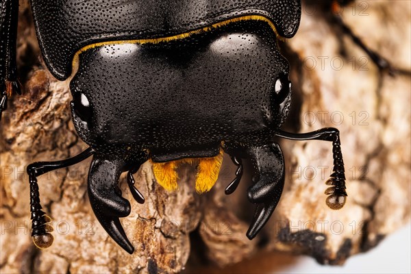 Macro Focus Stacking shot of male of Lesser Stag Beetle