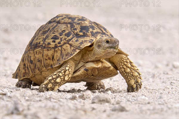 Leopard tortoise