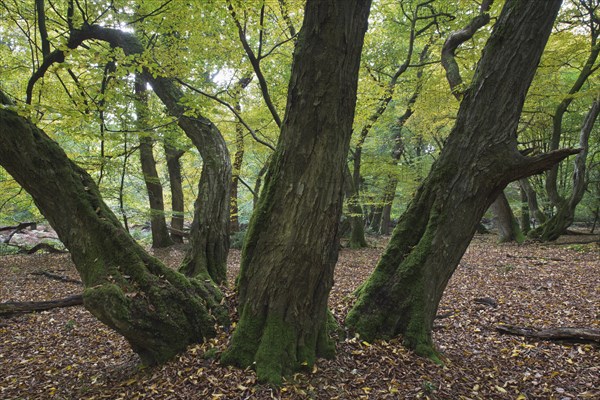 Old European hornbeams