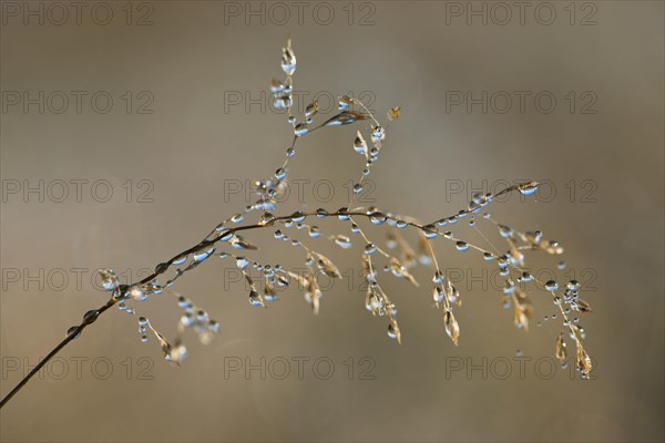 Blade of grass